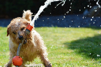 Pet showering